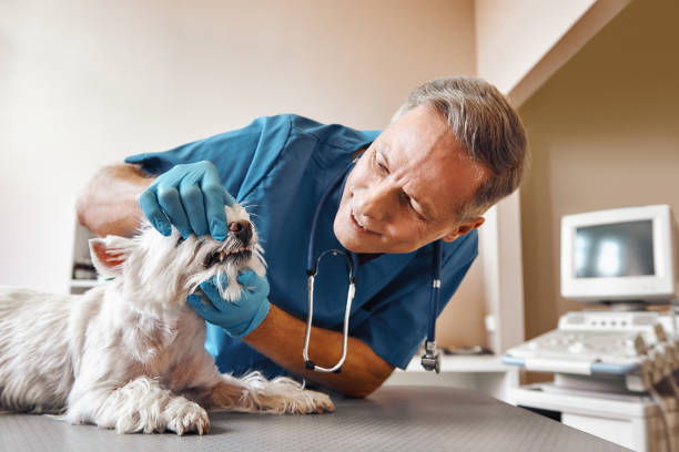 Best Emergency Tooth Extraction in Tanaina, AK